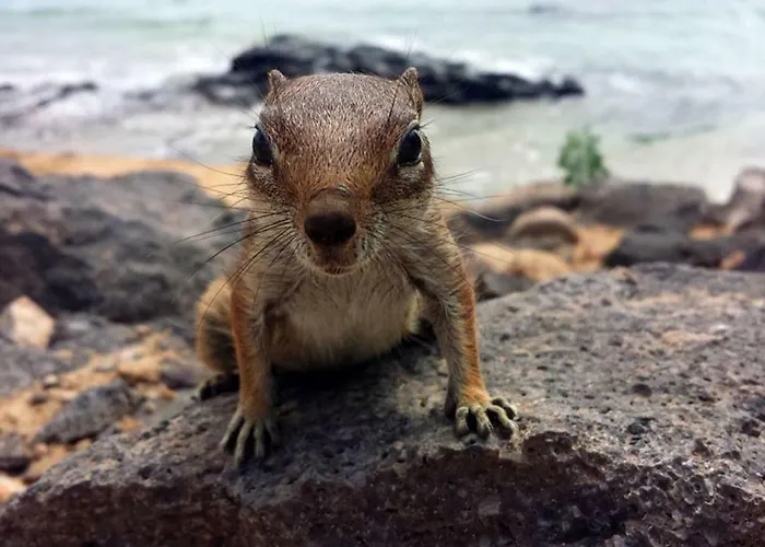 C23 Oasis - - Glasfaserinternet Costa Calma